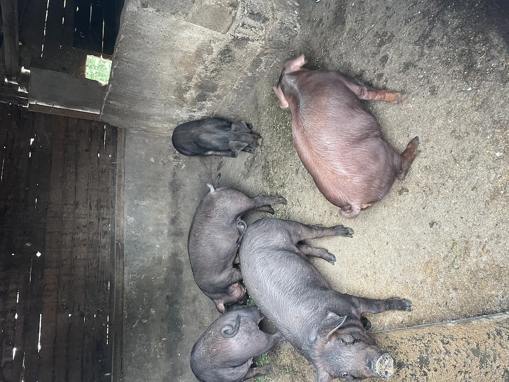 Porci de vanzare