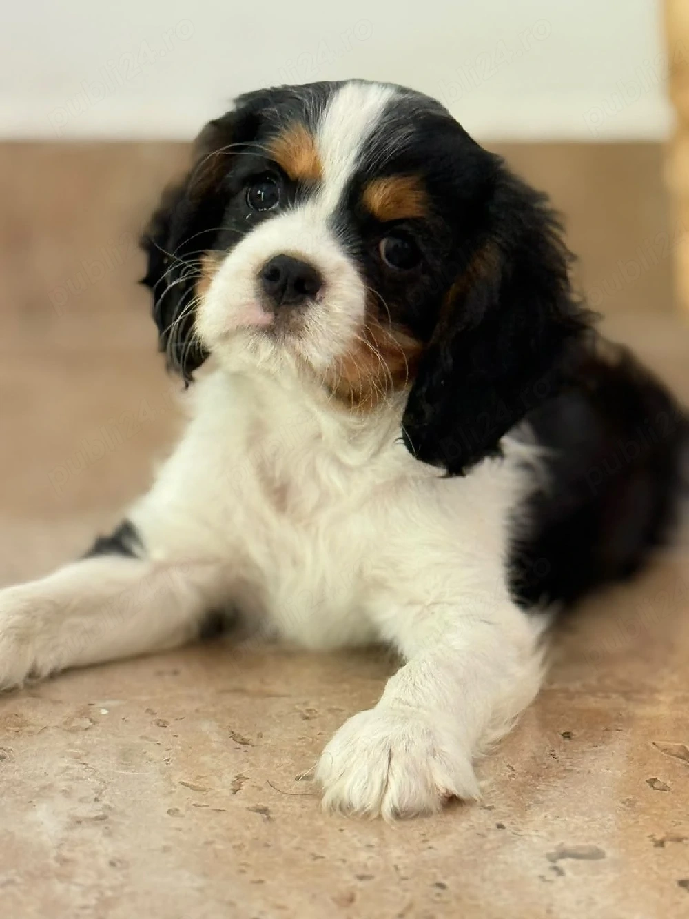 cavalier king charles tricolor