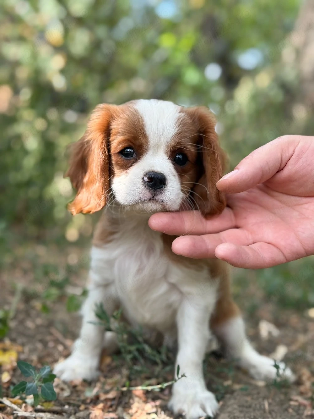 Cavalier king charles blenheim