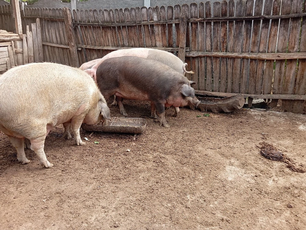 Porci Mari de Țară 