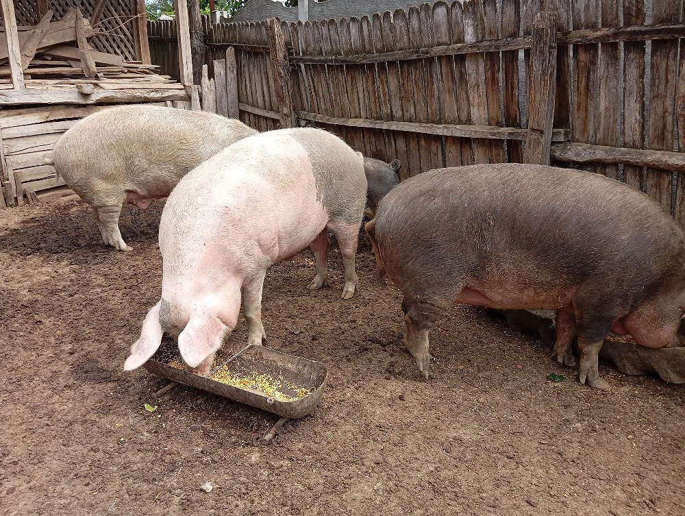 Porci Mari de Țară.