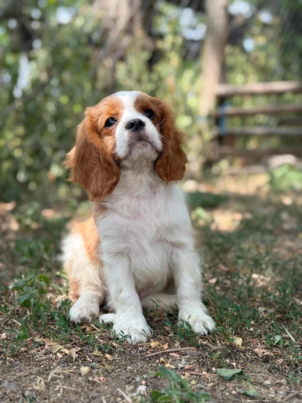 Cavalier king charles baietel blenheim