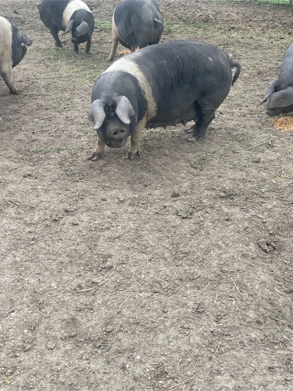 Porc Scroafa Bazna 