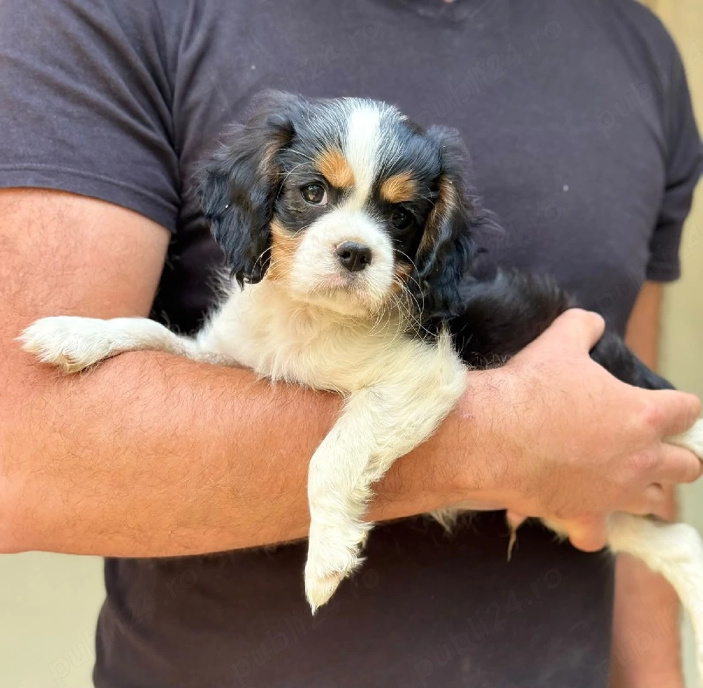 Cavalier king charles baietel tricolor