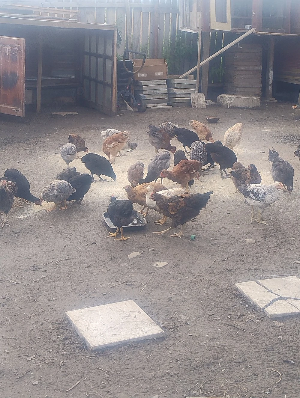 Vand pui de casă 3 luni