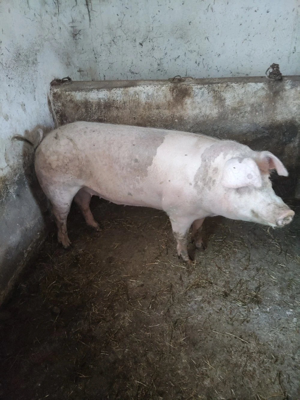 vand porci