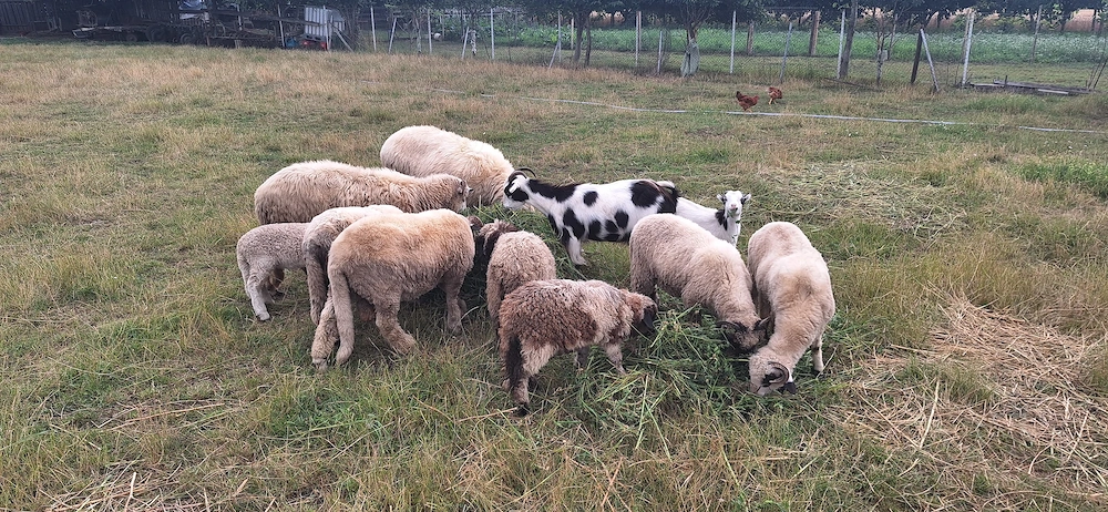 Vând cârlani! Berbecuț si mieluțe