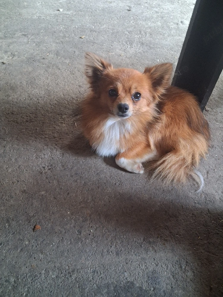 vand pomeranian