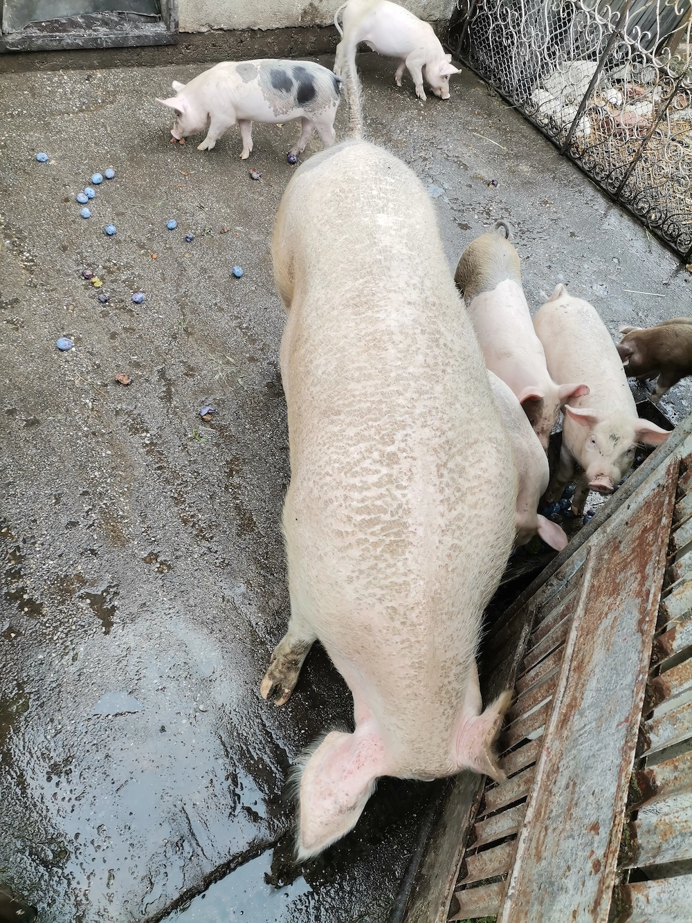 Purcea, scroafă, marele alb cu pietrain 