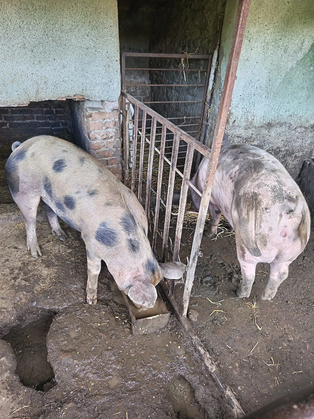 Porci de vanzare