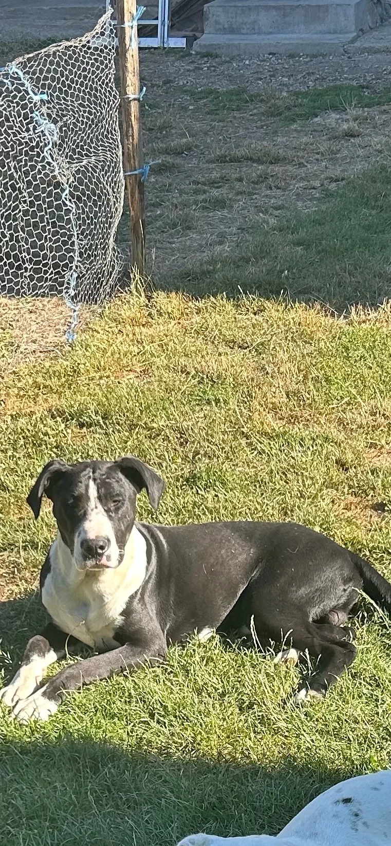 vand mascul cane corso metis dog argentinian 