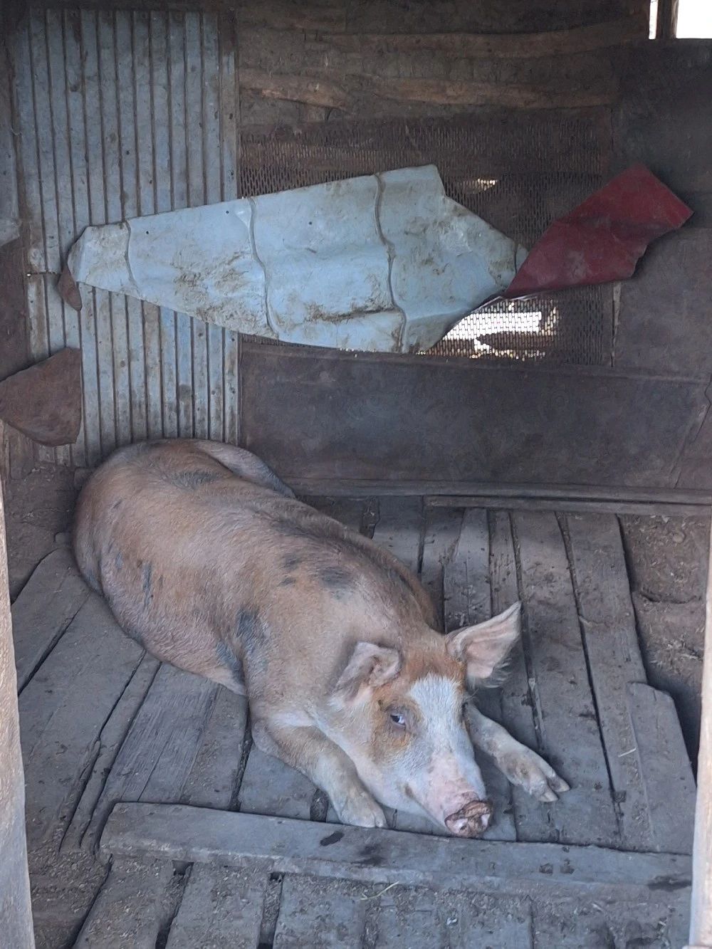 Porci de vanzare