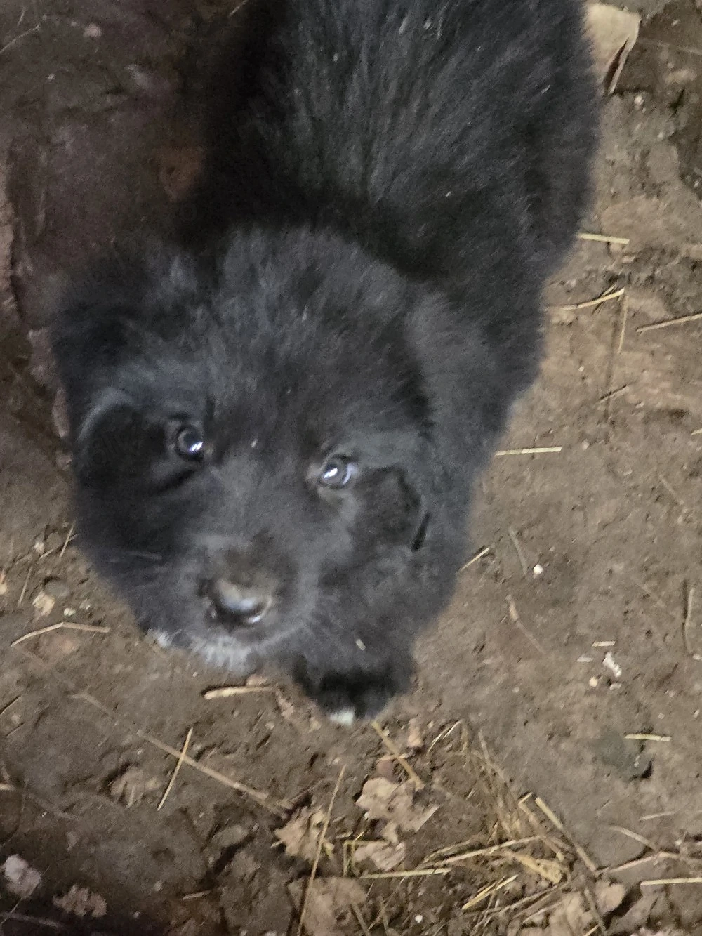 Pui Ciobănesc Corb de 5 saptamani 