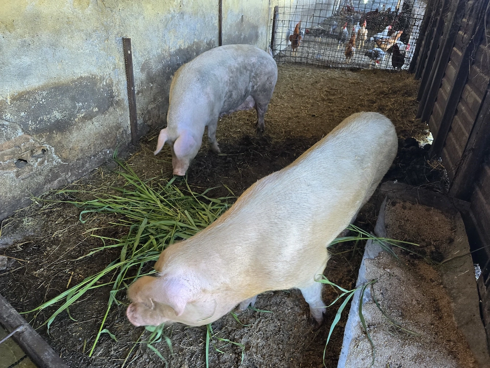 Vand porci de carne crescuti natural