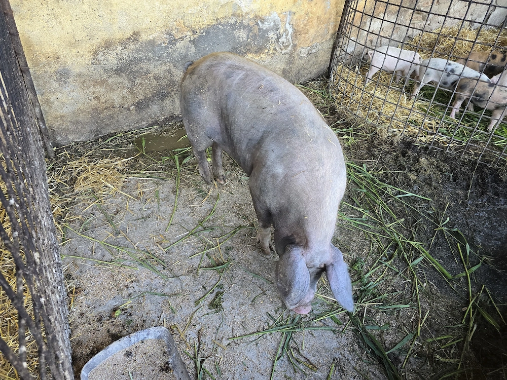 Se vinde porc 150 kg natural