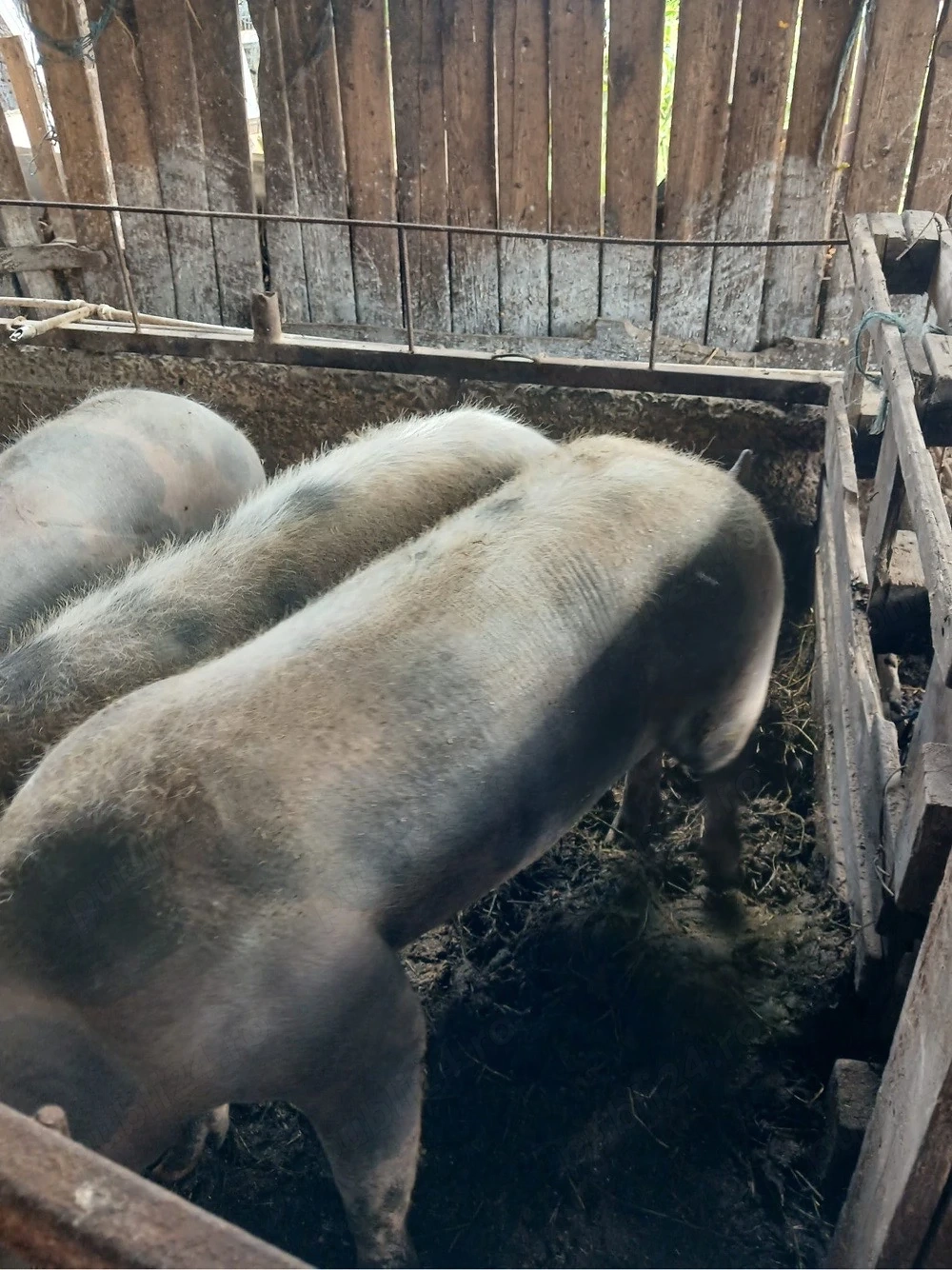 porci de vanzare