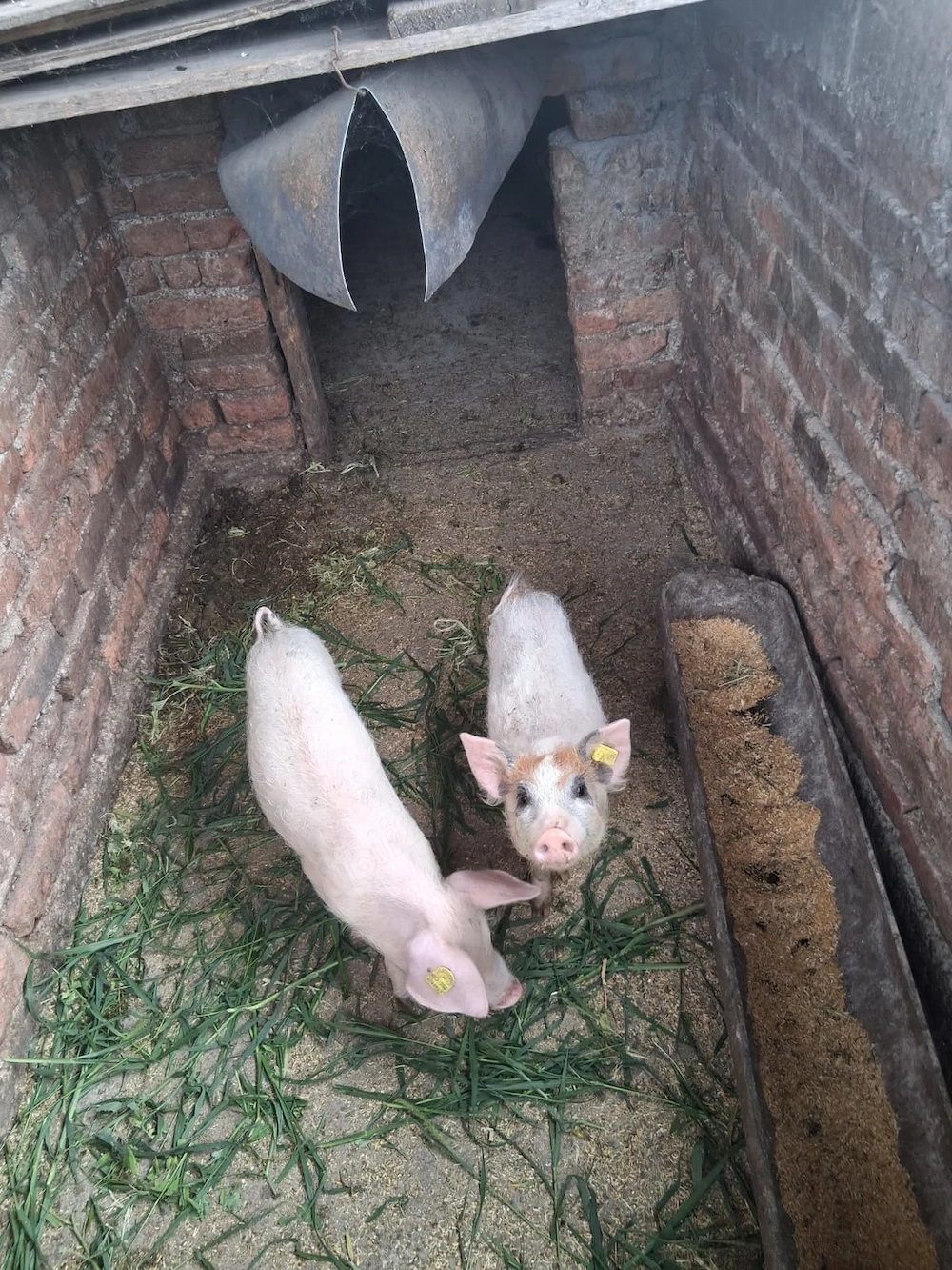 Purcei de vănzare 