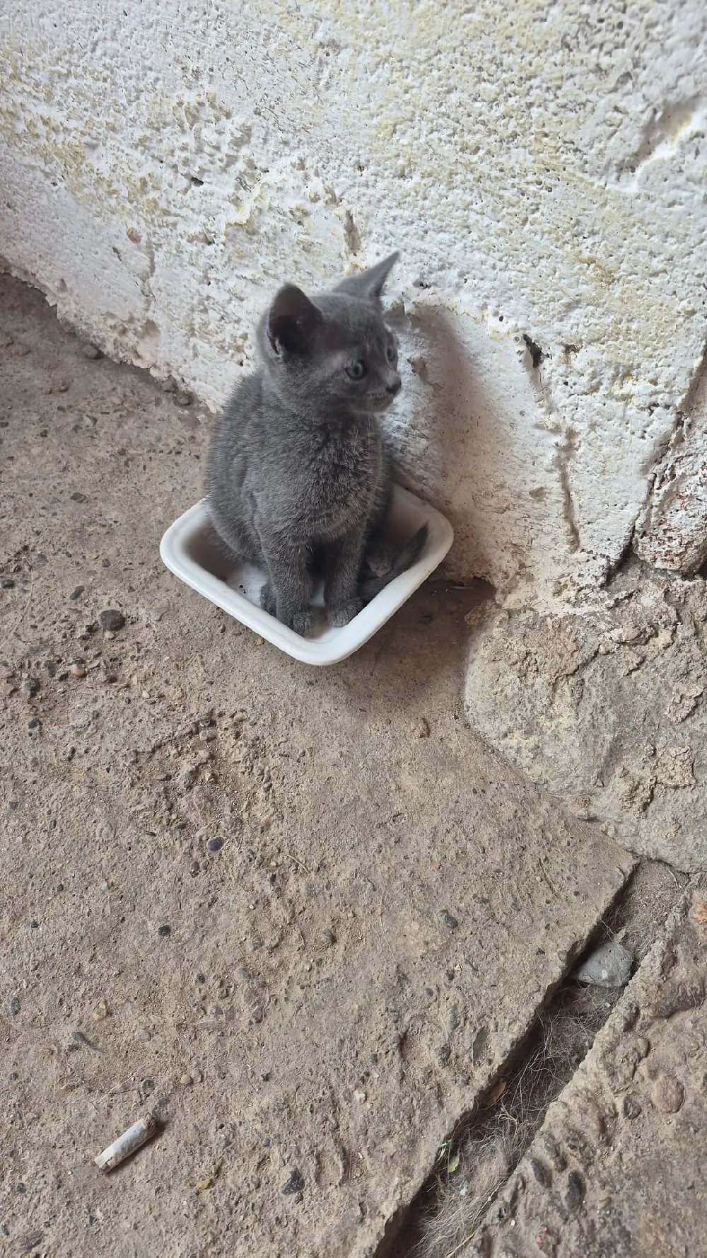 British Shorthair sau Albastru de Rusia.