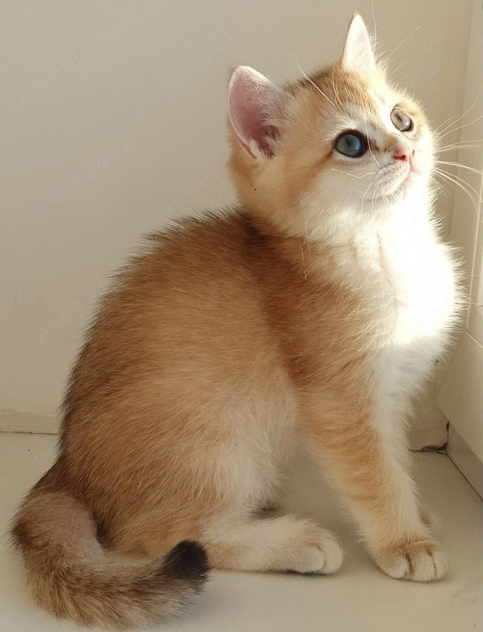 British Shorthair Golden 