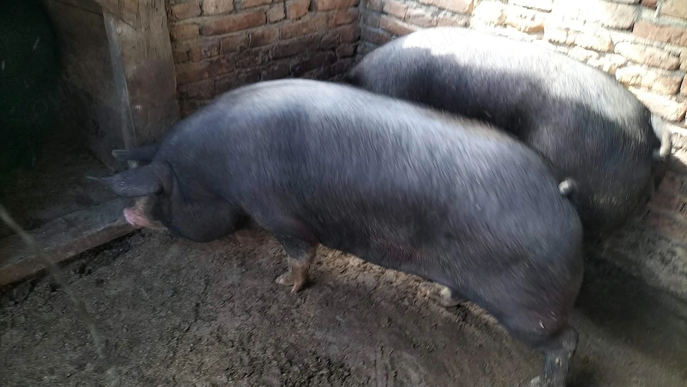 Porci de vanzare 