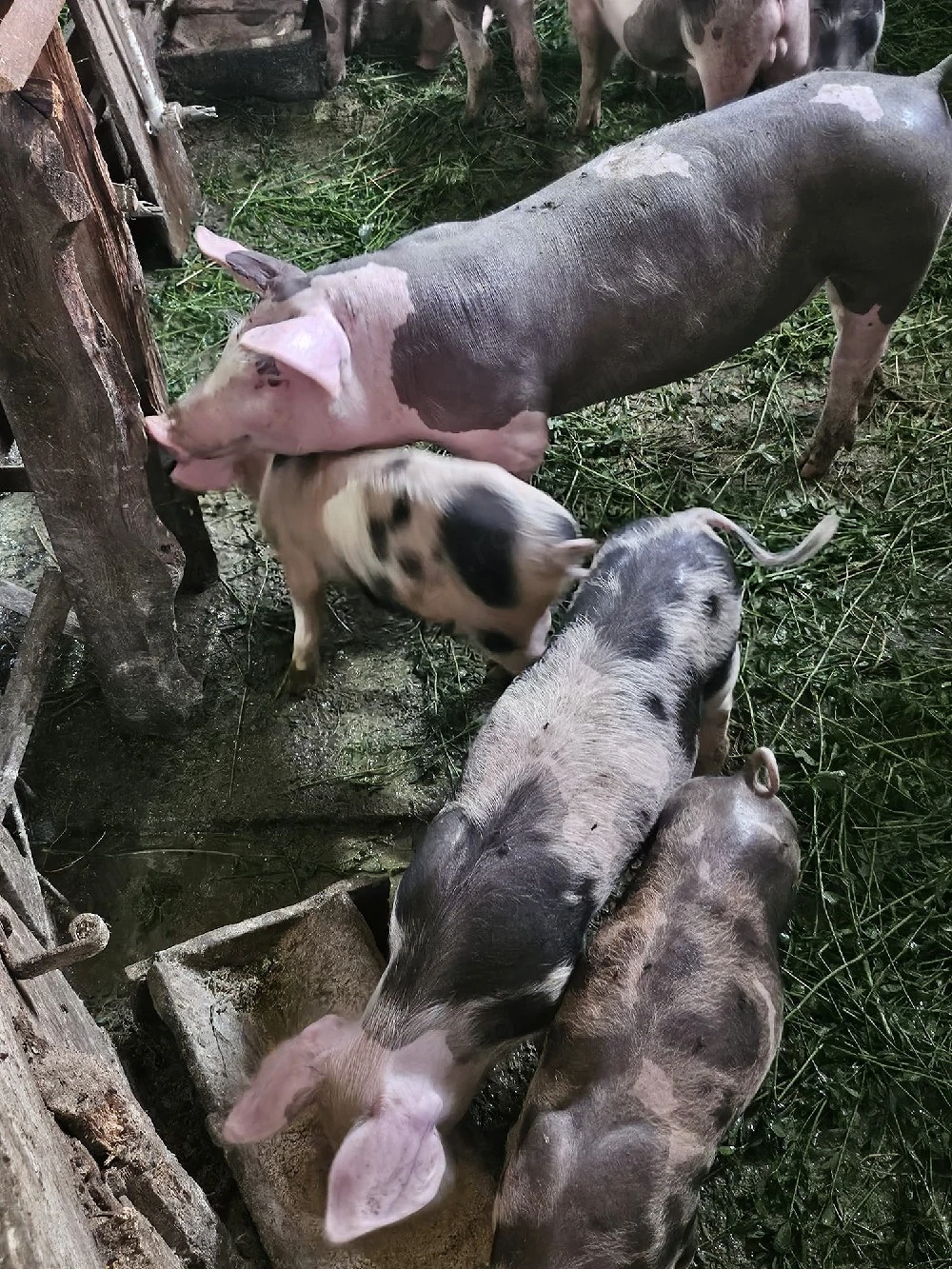 purcei petrean de vânzare 