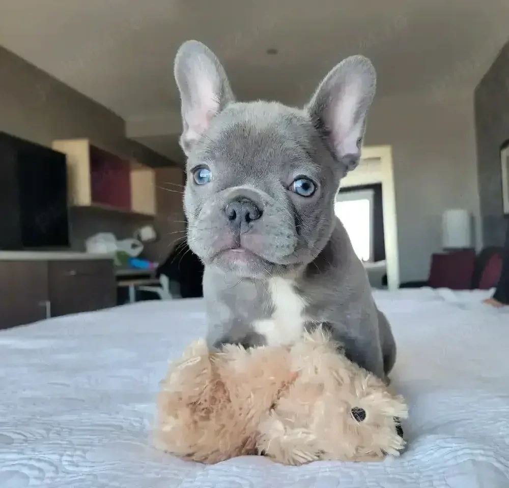 bulldog francez mascul