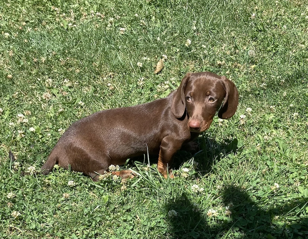 Treckel femela tigrat pedigree