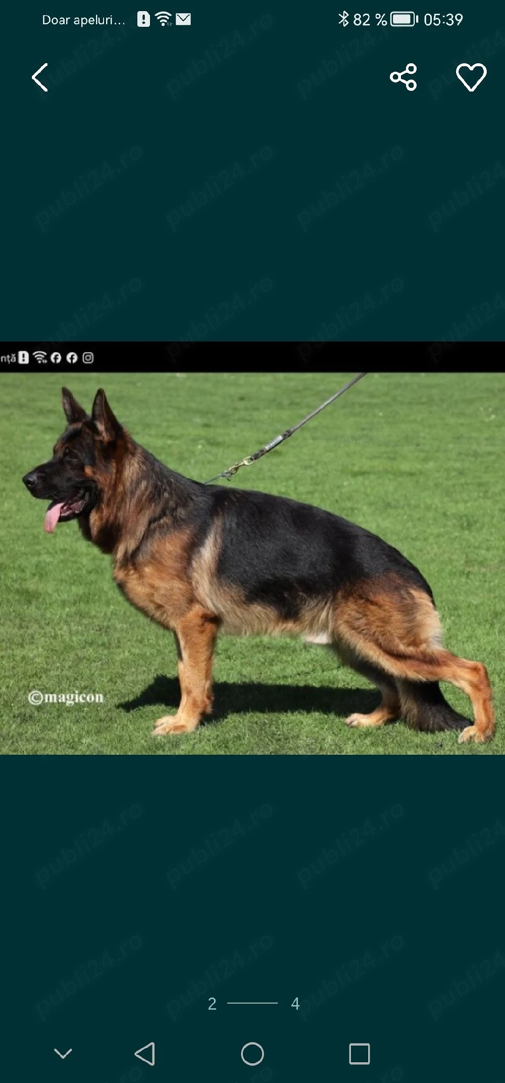 Căței ciobănesc german 