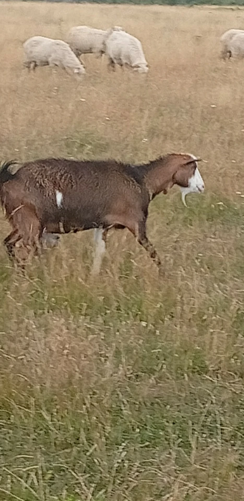 capră stearpă 