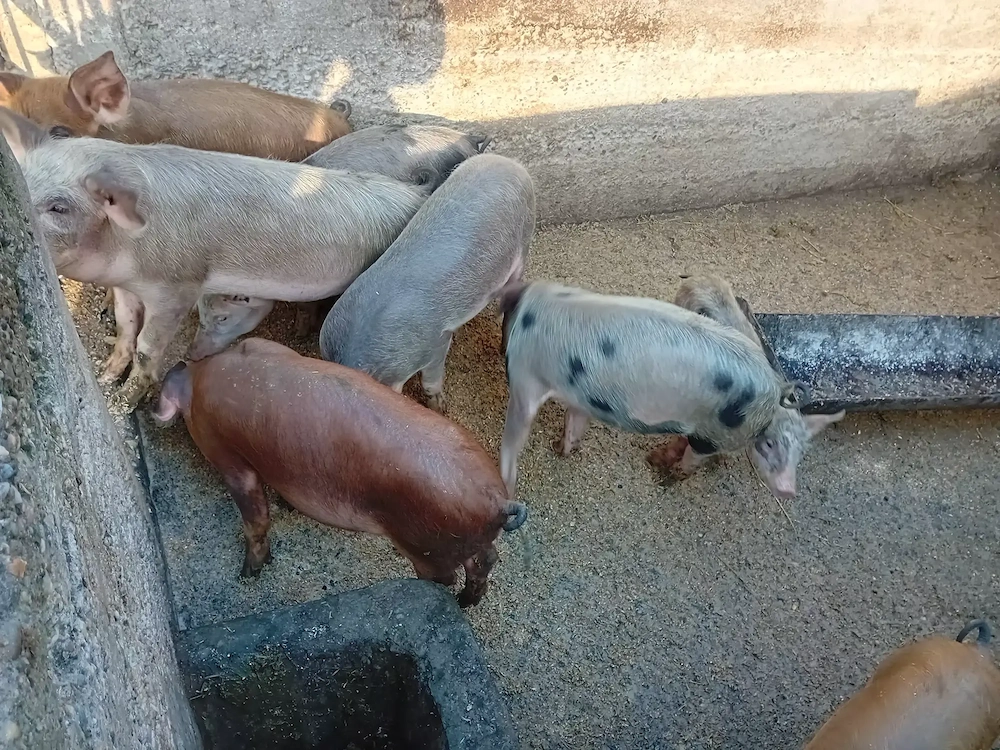 Purcei de vanzare