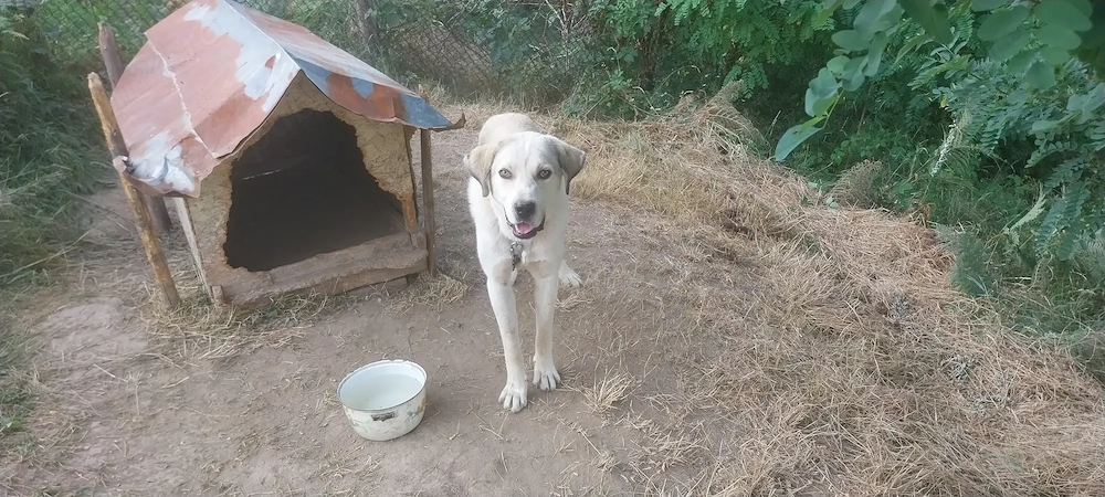 Vand femela Kangal si mascul ciobanesc Balan