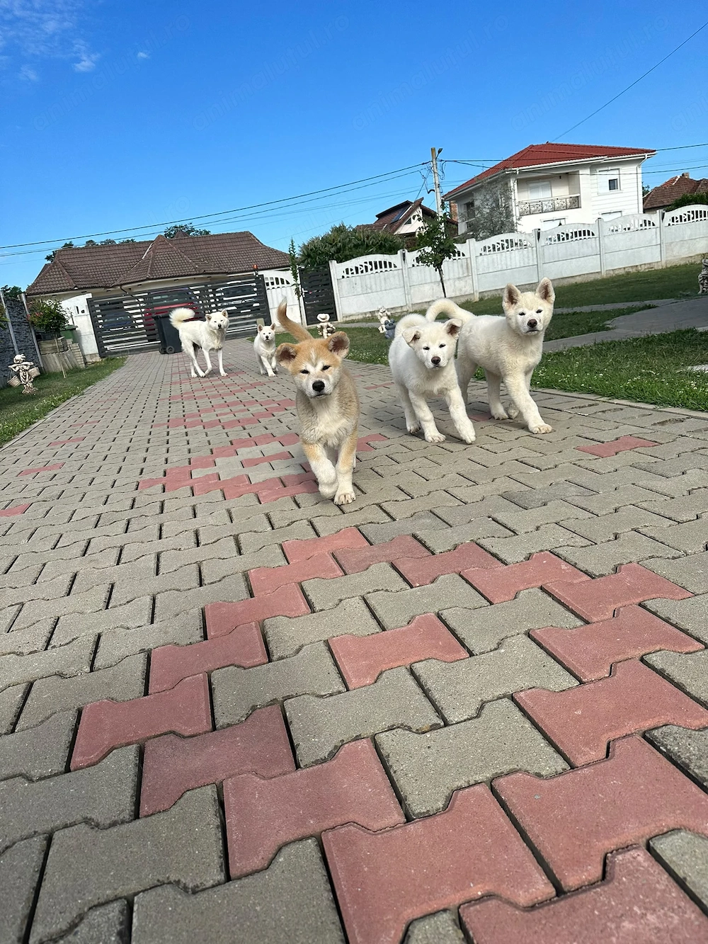 Catelusa Akita Inu