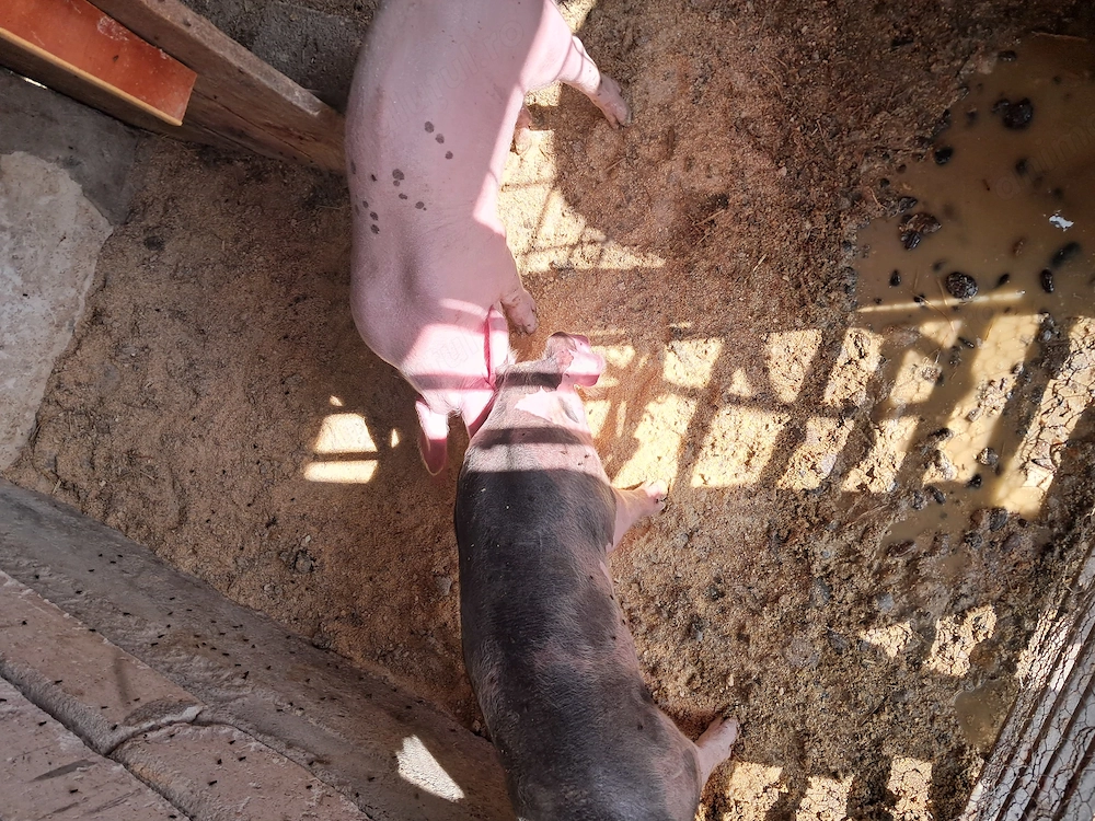 De vinzare landrace și pietran.