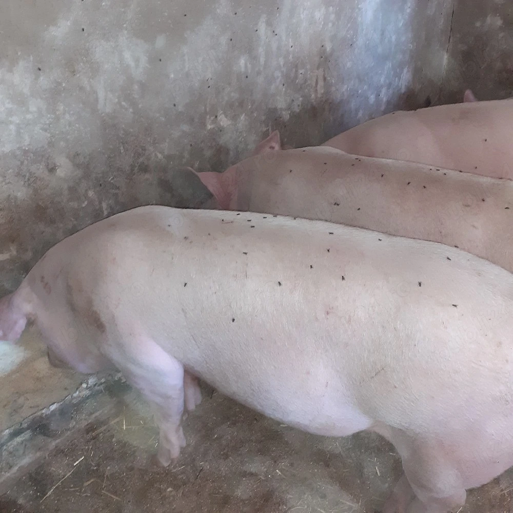 porci mari rasă de carne 