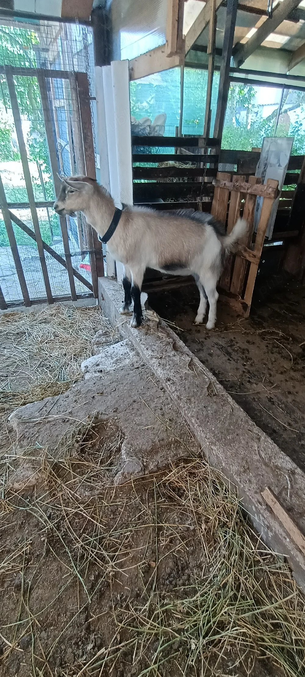 ied(țap) metis saanen cu alpină franceza 