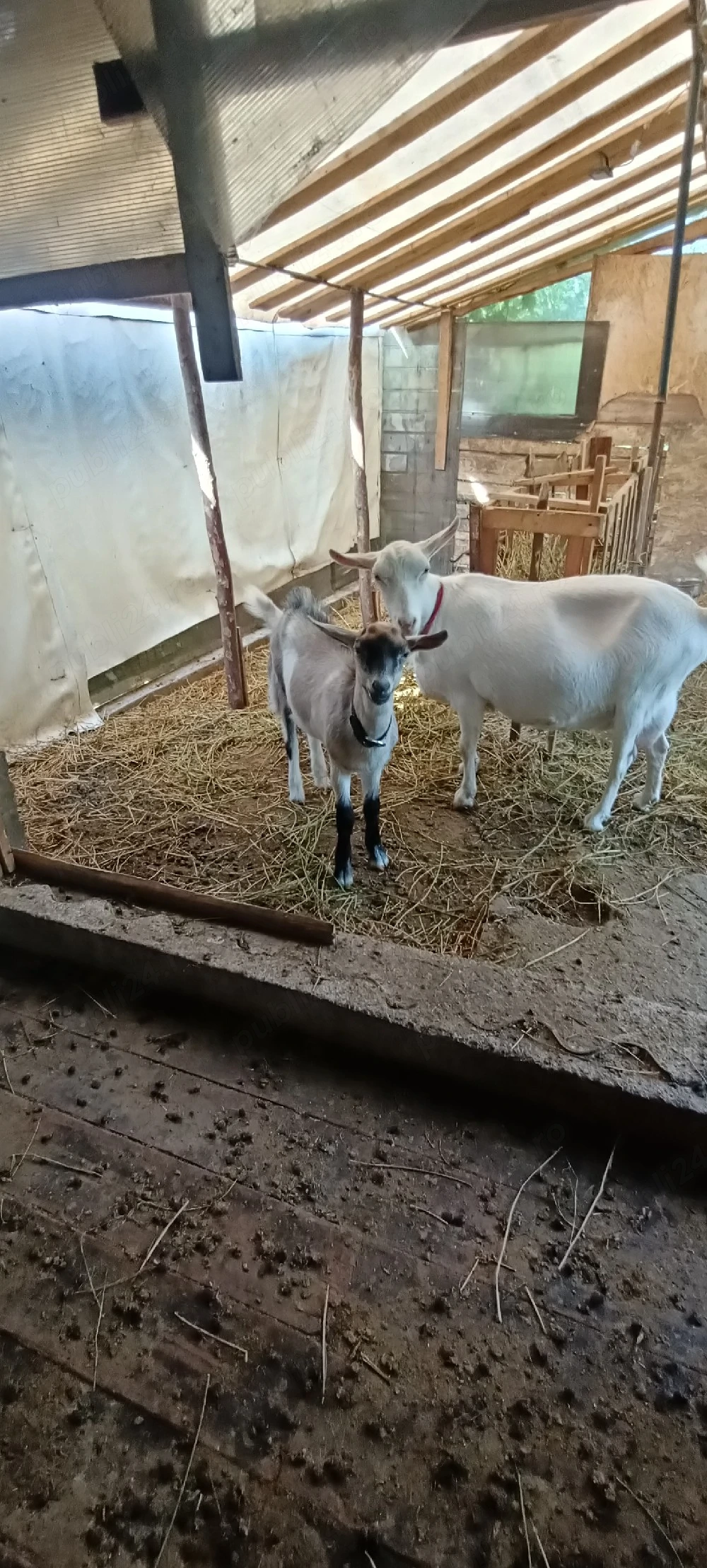 ied(țap) metis saanen cu alpină franceza 