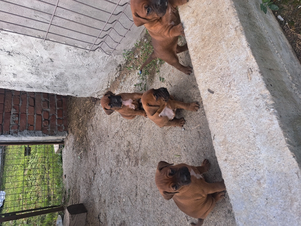 Patru cățelușe rasa boxer