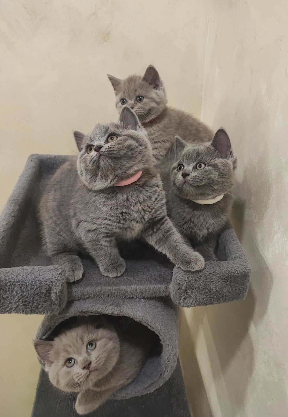 British Shorthair,2 fetițe și 2 băieți născuți in1.06.