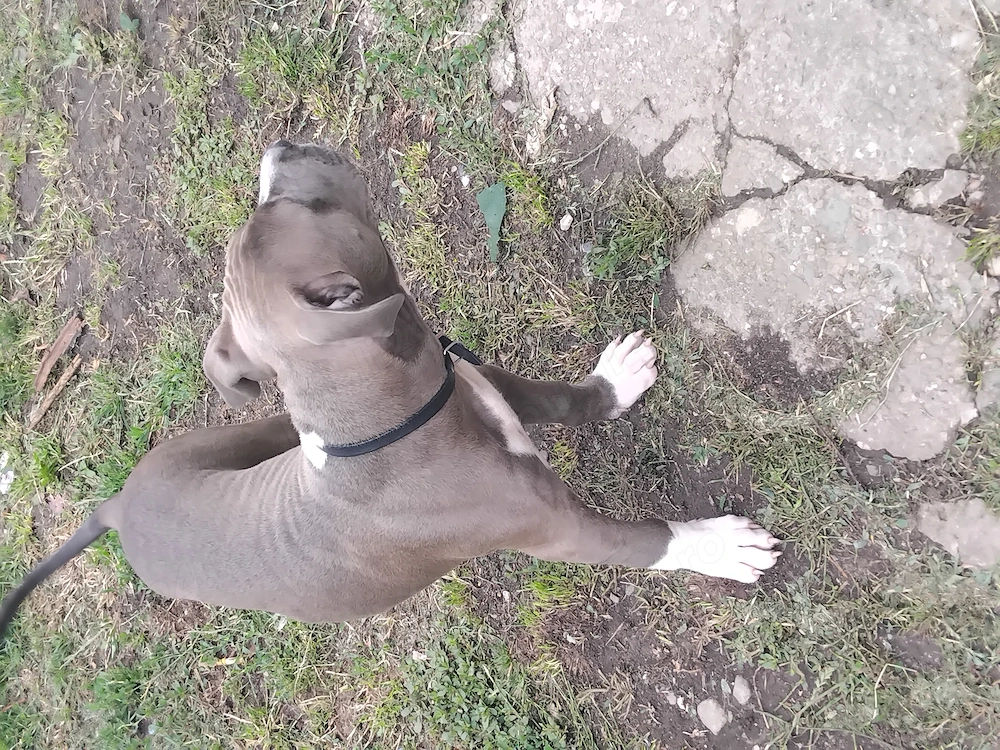 Vad pui amstaff 3 luni  mai multe detalii în privat  are carnet deparazitat totul