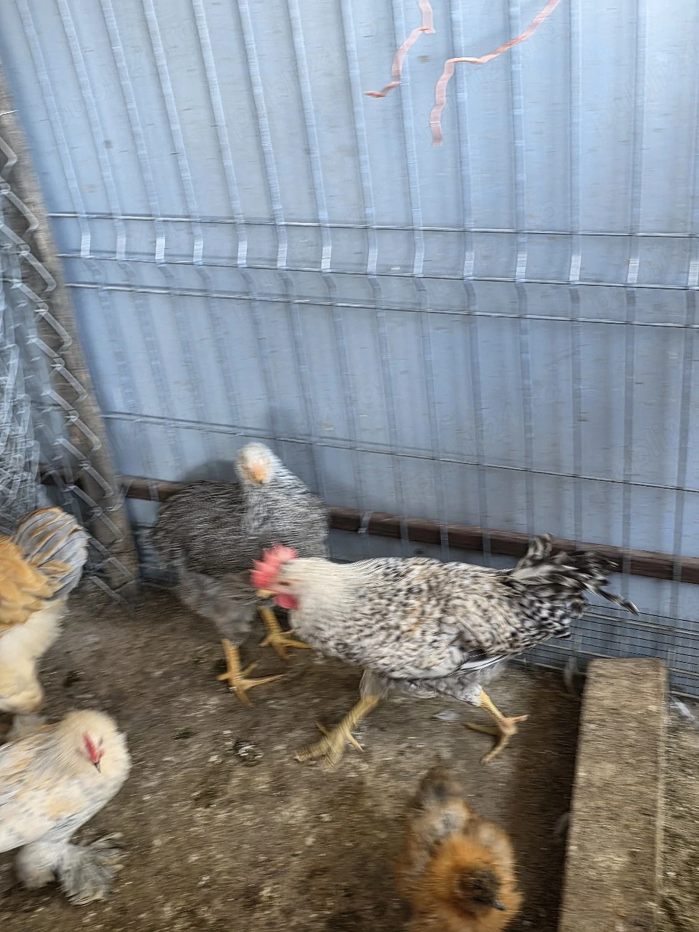 Vând pui de găină