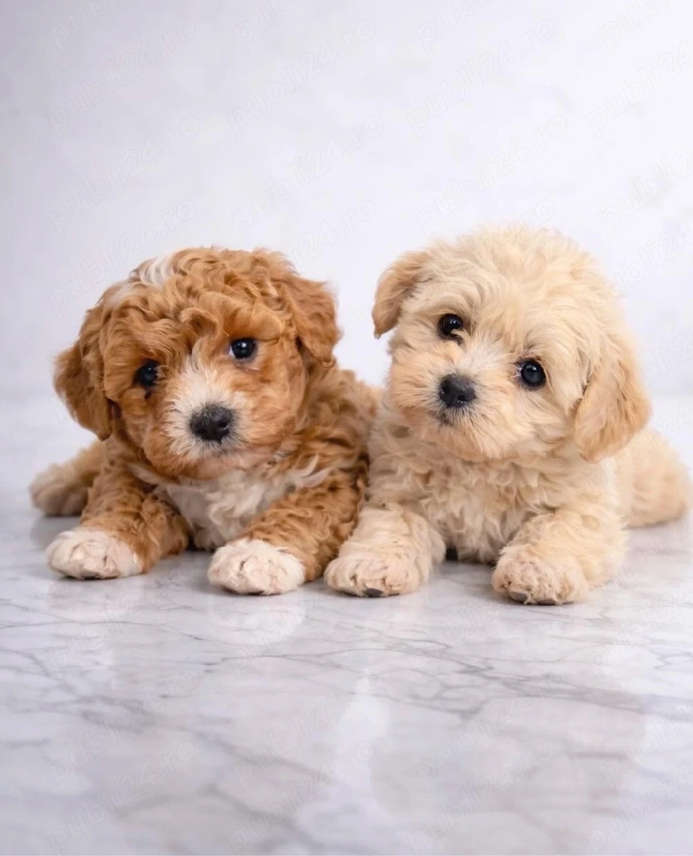 Maltipoo  jucausi