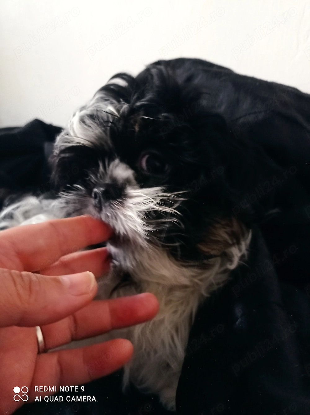 Shih-tzu , jucării vii de pluș 