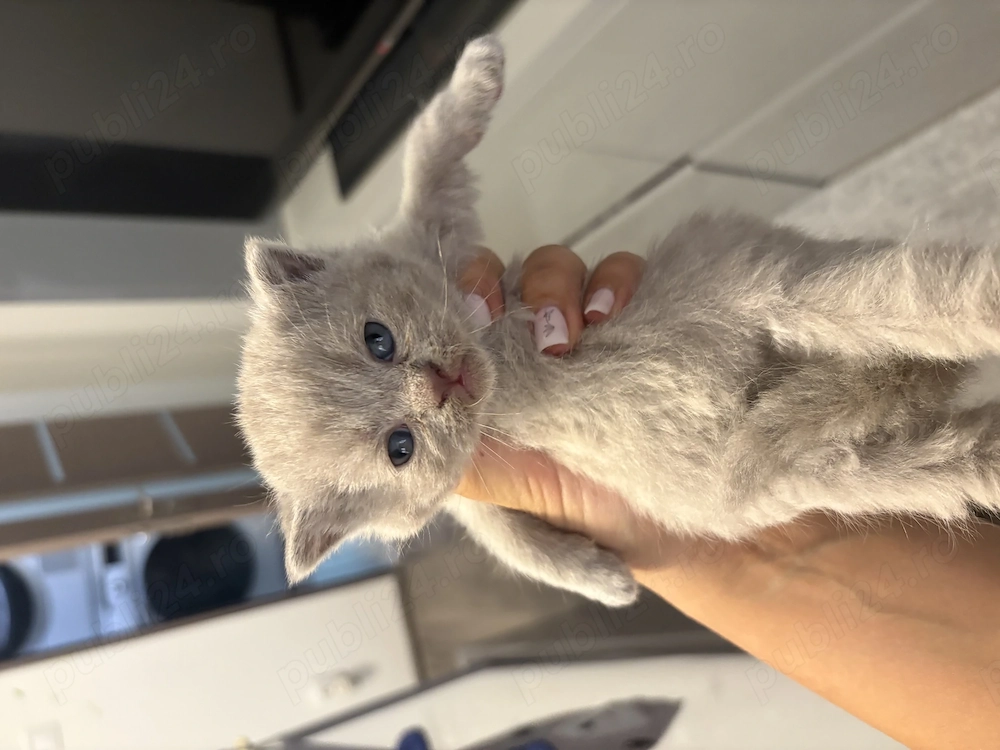 Puiuți British shorthair 