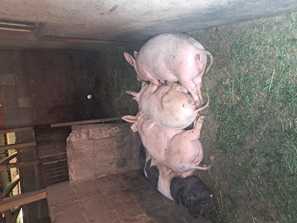 Vabd soldani 80 90 kg