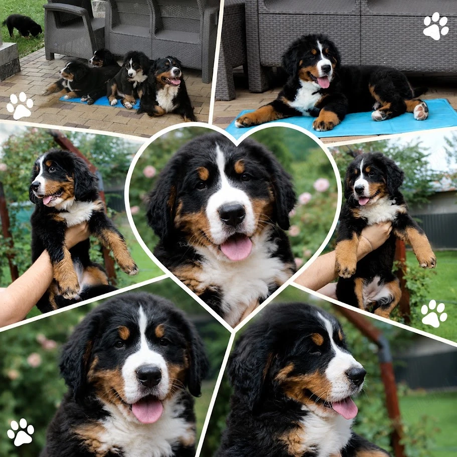  2 femele Ciobănesc de Berna - Pedigree UCHR