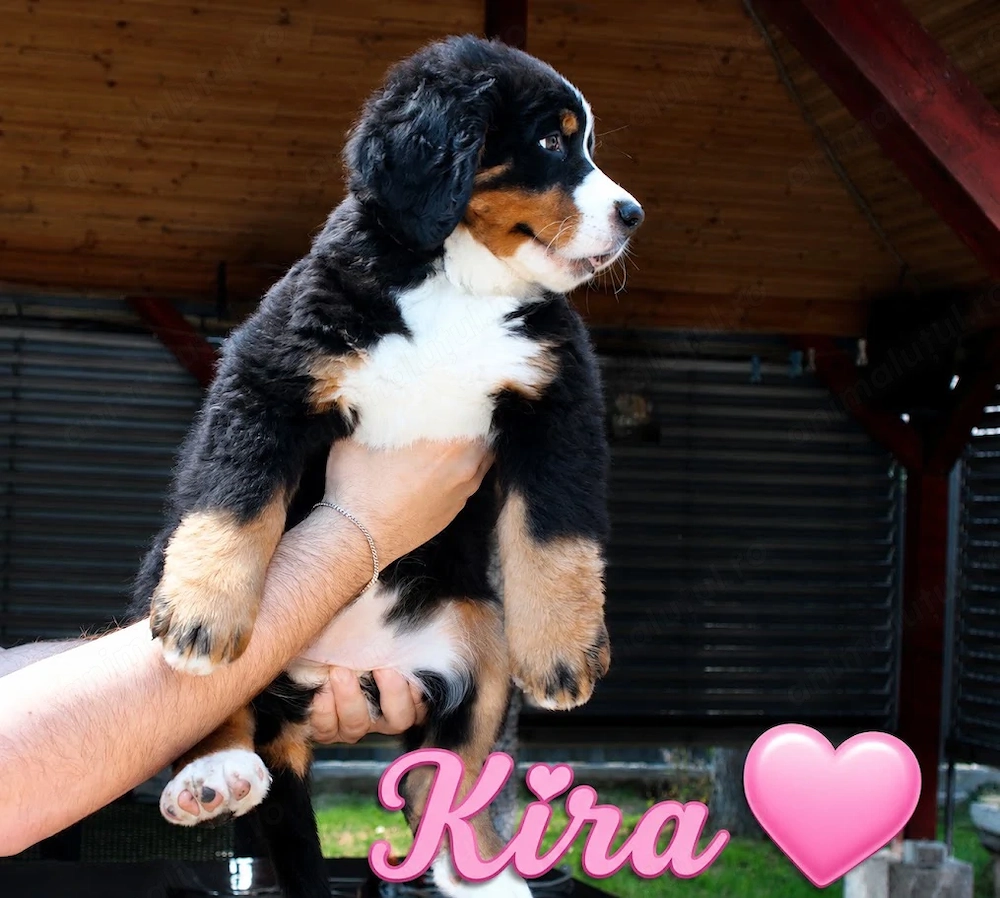 Fetite Ciobanesc de Berna cu Pedigree UCHR