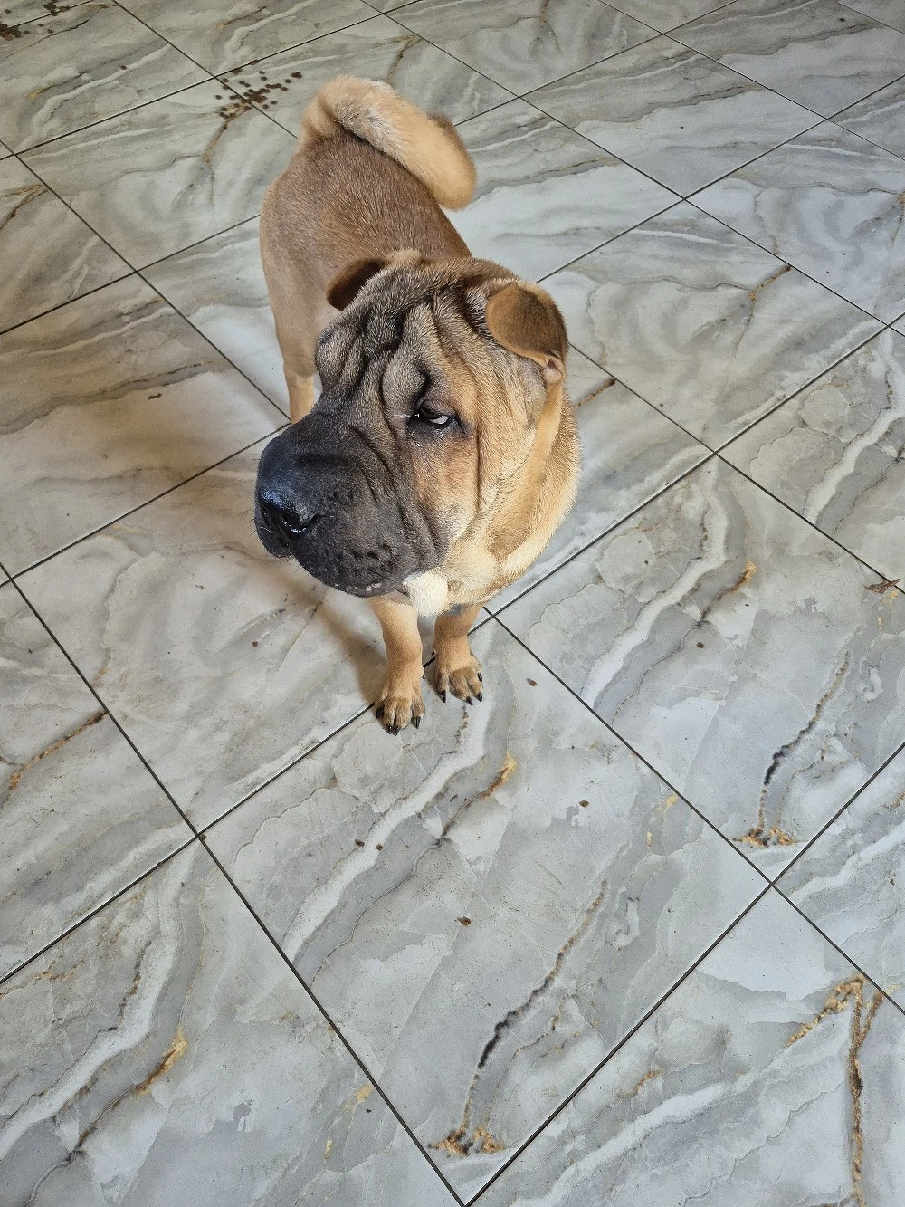 shar pei drăgălași 
