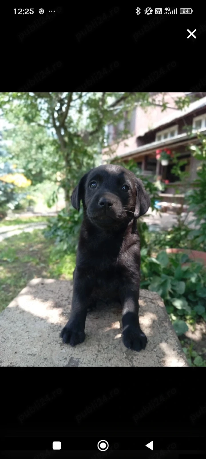 Puiuți de Labrador 