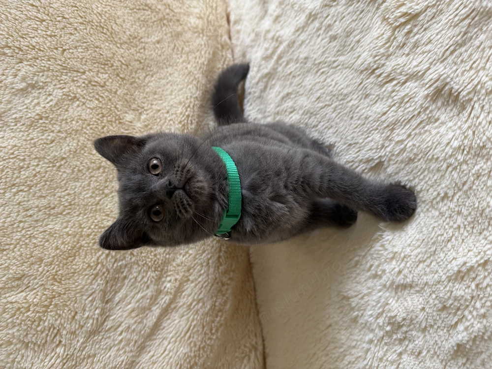 British shorthair blue -baietel