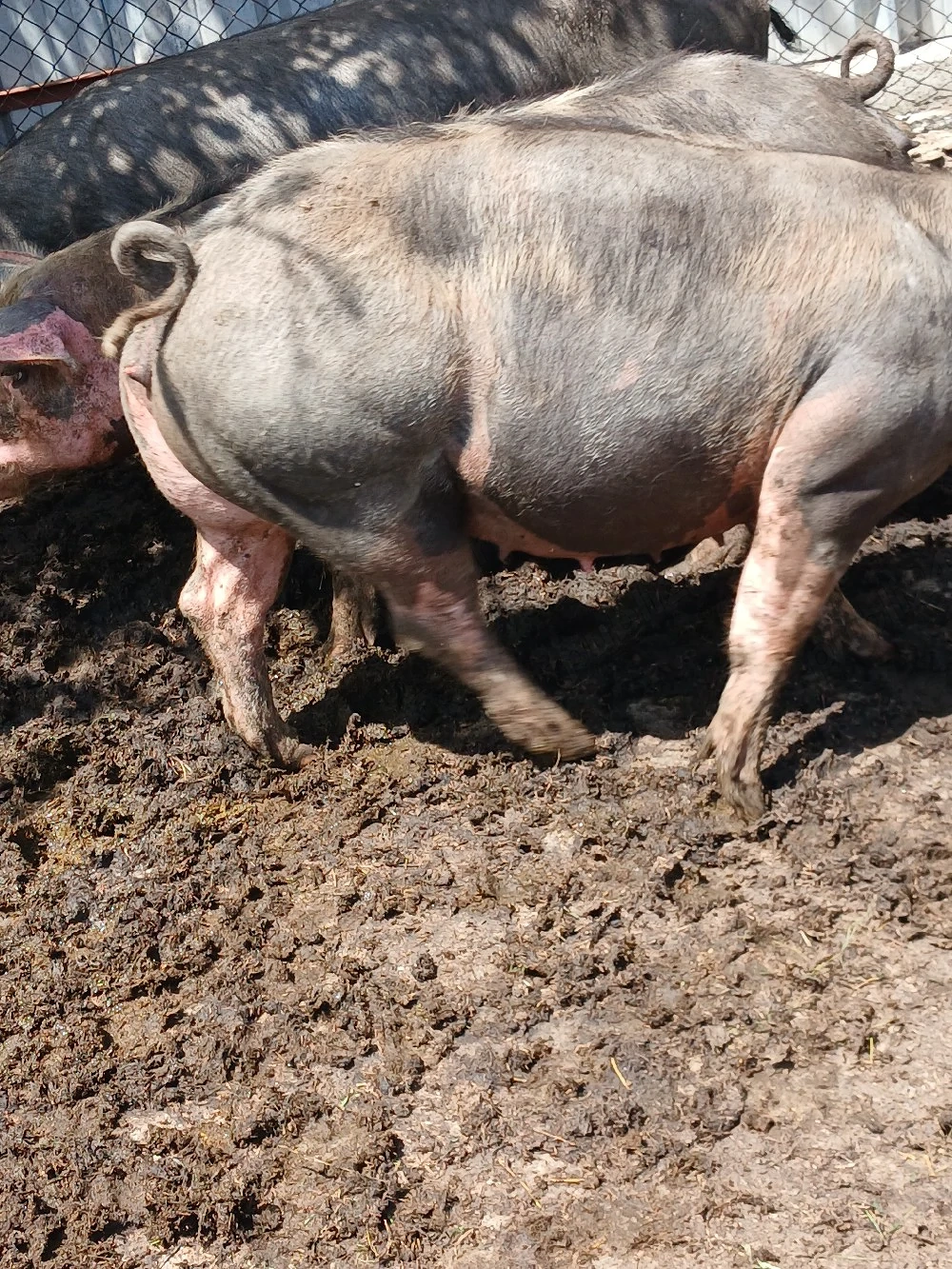 scroafe de vanzare